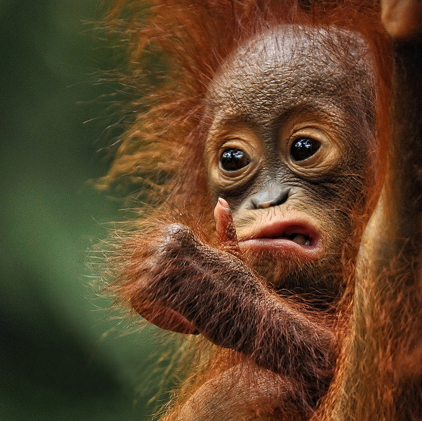 Orangutan en Singapore Zoo. Toonman Blchin
